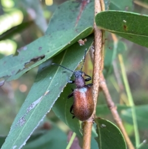 Ecnolagria grandis at Murrumbateman, NSW - 6 Jan 2021