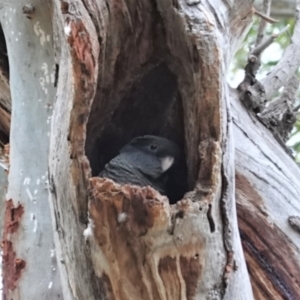 Callocephalon fimbriatum at Hughes, ACT - 6 Jan 2021