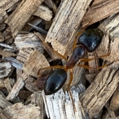 Camponotus claripes (Pale-legged sugar ant) at Murrumbateman, NSW - 5 Jan 2021 by SimoneC