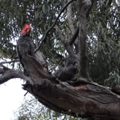 Callocephalon fimbriatum (Gang-gang Cockatoo) at Hughes, ACT - 6 Jan 2021 by JackyF