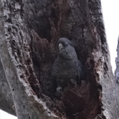 Callocephalon fimbriatum (Gang-gang Cockatoo) at Deakin, ACT - 6 Jan 2021 by JackyF