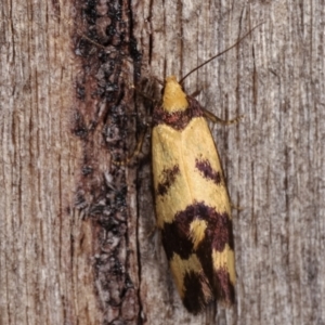 Olbonoma triptycha at Melba, ACT - 20 Dec 2020 09:27 PM