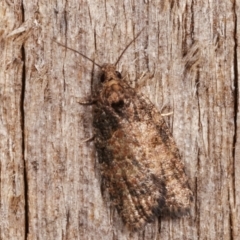 Thrincophora impletana (a Tortrix moth) at Melba, ACT - 20 Dec 2020 by kasiaaus