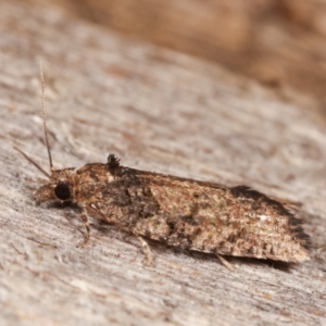 Thrincophora impletana at Melba, ACT - 20 Dec 2020