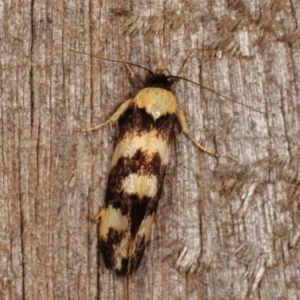 Eulechria chrysozona at Melba, ACT - 20 Dec 2020 09:31 PM