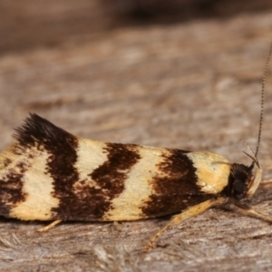 Eulechria chrysozona at Melba, ACT - 20 Dec 2020 09:31 PM