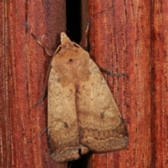 Diarsia intermixta (Chevron Cutworm, Orange Peel Moth.) at Melba, ACT - 20 Dec 2020 by kasiaaus