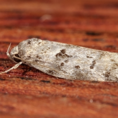 Philobota philostaura (A Concealer moth (Philobota group)) at Melba, ACT - 20 Dec 2020 by kasiaaus