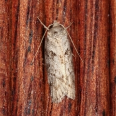 Philobota philostaura at Melba, ACT - 20 Dec 2020