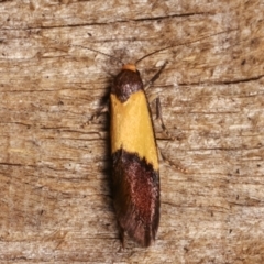 Hemibela hemicalypta at Melba, ACT - 20 Dec 2020