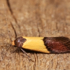 Hemibela hemicalypta at Melba, ACT - 20 Dec 2020 11:22 PM