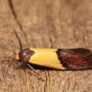 Hemibela hemicalypta at Melba, ACT - 20 Dec 2020