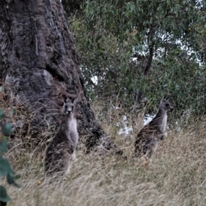 Macropus giganteus at Hughes, ACT - 6 Jan 2021 08:02 PM