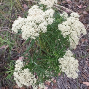 Cassinia longifolia at Holt, ACT - 6 Jan 2021