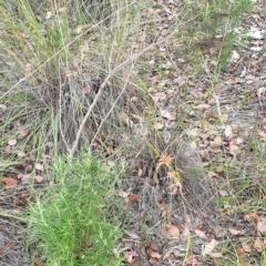 Cassinia longifolia at Holt, ACT - 6 Jan 2021