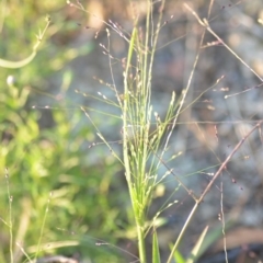 Panicum effusum (Hairy Panic Grass) at Wamboin, NSW - 16 Dec 2020 by natureguy