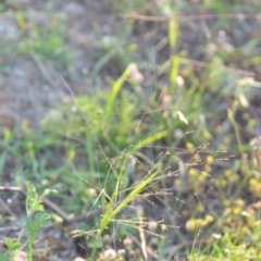 Panicum effusum at Wamboin, NSW - 16 Dec 2020