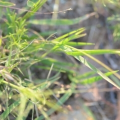 Panicum effusum at Wamboin, NSW - 16 Dec 2020