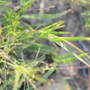 Panicum effusum at Wamboin, NSW - 16 Dec 2020