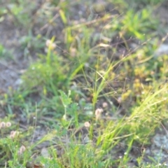 Panicum effusum at Wamboin, NSW - 16 Dec 2020