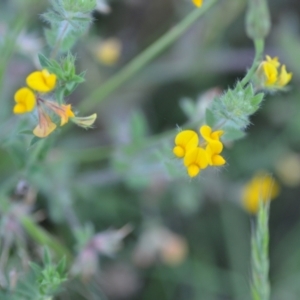 Lotus subbiflorus at Wamboin, NSW - 16 Dec 2020