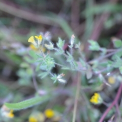 Lotus subbiflorus at Wamboin, NSW - 16 Dec 2020