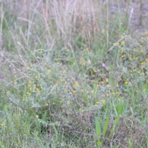 Lotus subbiflorus at Wamboin, NSW - 16 Dec 2020