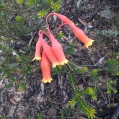 Blandfordia nobilis (Christmas Bells) at Robertson - 6 Jan 2021 by plants