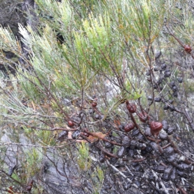 Allocasuarina nana (Dwarf She-oak) at Beaumont, NSW - 7 Jan 2021 by plants