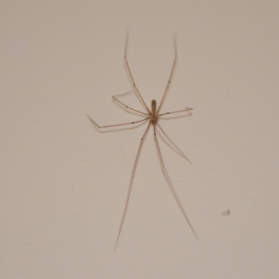 Pholcus phalangioides (Daddy-long-legs spider) at Wamboin, NSW - 20 Oct 2020 by natureguy