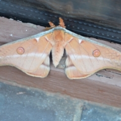 Opodiphthera eucalypti (Emperor Gum Moth) at Wamboin, NSW - 20 Oct 2020 by natureguy