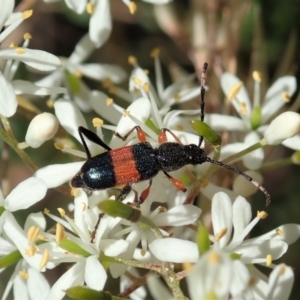 Obrida fascialis at Cook, ACT - 5 Jan 2021 11:44 AM