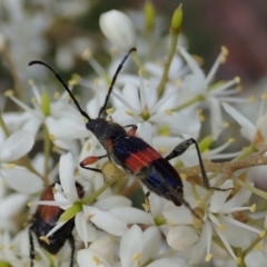 Obrida fascialis at Cook, ACT - 5 Jan 2021