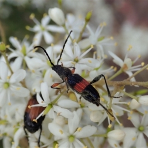 Obrida fascialis at Cook, ACT - 5 Jan 2021