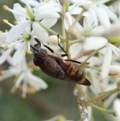 Stomorhina discolor (Snout fly) at Cook, ACT - 5 Jan 2021 by CathB