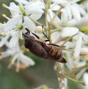 Stomorhina discolor at Cook, ACT - 5 Jan 2021 11:51 AM