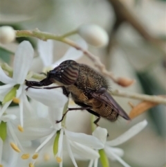 Stomorhina discolor at Cook, ACT - 5 Jan 2021 11:51 AM