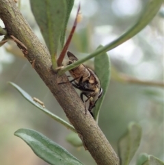 Stomorhina discolor at Cook, ACT - 5 Jan 2021