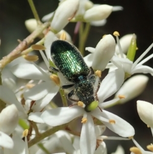 Phlogistus sp. (genus) at Cook, ACT - 5 Jan 2021 11:57 AM