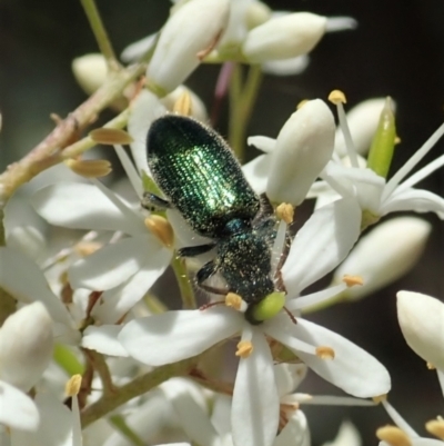 Phlogistus sp. (genus) (Clerid beetle) at Cook, ACT - 5 Jan 2021 by CathB