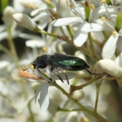 Phlogistus sp. (genus) at Cook, ACT - 5 Jan 2021 11:57 AM