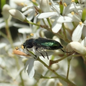 Phlogistus sp. (genus) at Cook, ACT - 5 Jan 2021