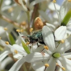 Phlogistus sp. (genus) at Cook, ACT - 5 Jan 2021