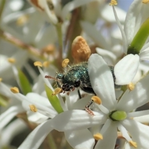 Phlogistus sp. (genus) at Cook, ACT - 5 Jan 2021