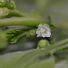 Malva parviflora (Little Mallow) at Wamboin, NSW - 22 Oct 2020 by natureguy