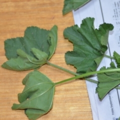 Malva parviflora at Wamboin, NSW - 22 Oct 2020 08:16 PM