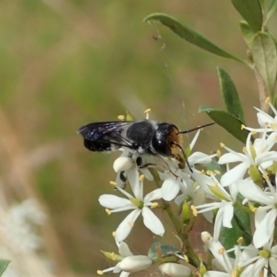 Megachile lucidiventris (Resin bee, Megachilid bee) at Cook, ACT - 5 Jan 2021 by CathB