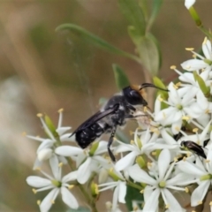 Megachile lucidiventris at Cook, ACT - 5 Jan 2021