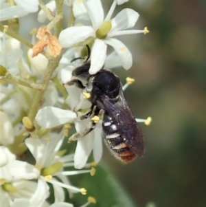 Lipotriches (Austronomia) ferricauda at Cook, ACT - 5 Jan 2021