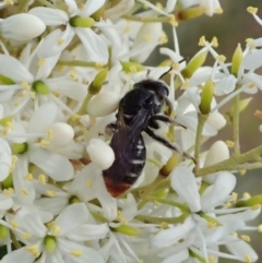 Lipotriches (Austronomia) ferricauda at Cook, ACT - 5 Jan 2021